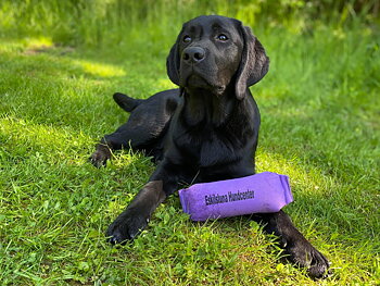 Valp- & unghundskurs 2 -  varannan onsdag start 29 april 