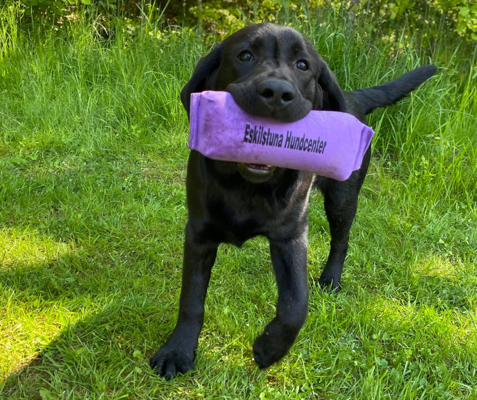 Jaktapportering -För Dig med spaniel eller retriever! 