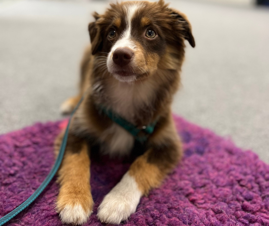 Valpkurser -Vi erbjuder kurser från liten valp till unghund! 