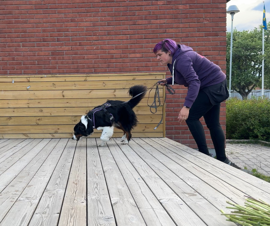 Nose Work/Specialsök
