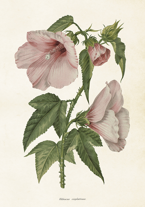Poster Vintage 35x50 Hibiscus