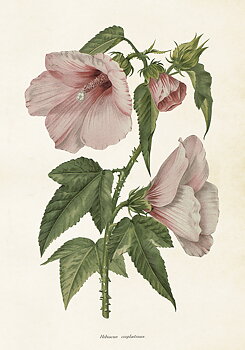 Poster Vintage 35x50 Hibiscus