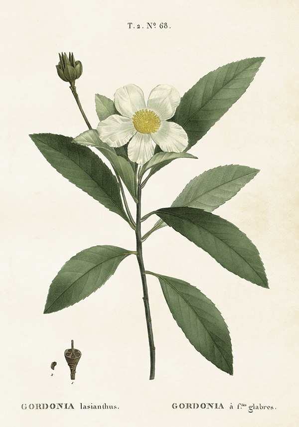 Poster Vintage 35x50 Gardenia Vit