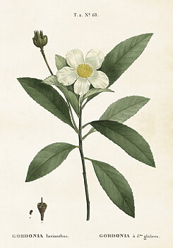 Poster Vintage 35x50 Gardenia Vit