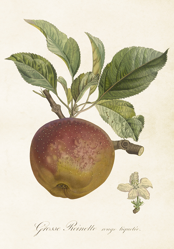 POSTER VINTAGE 35x50 Äpple