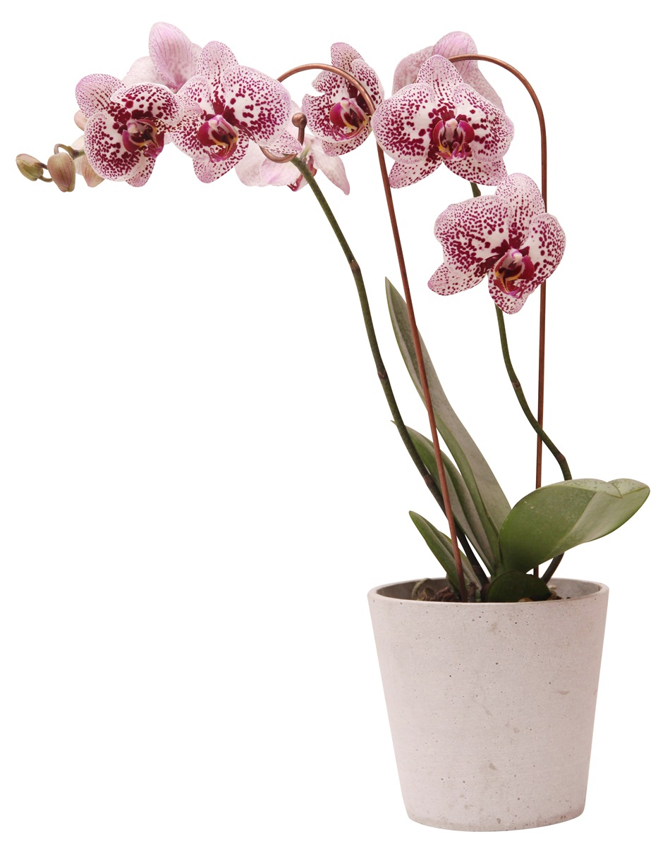 Blomstöd för ORKIDÉ grå – enkel 45cm - 2