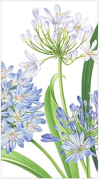 Servetter Buffé Agapanthus Garden