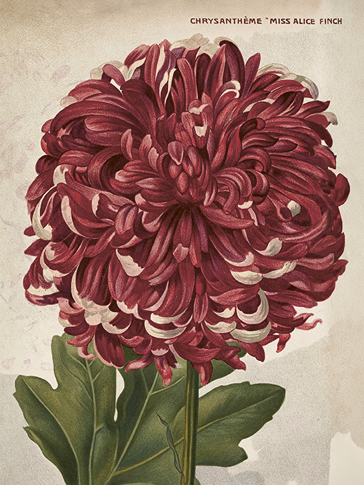 POSTER VINTAGE 18x24 Chrysanthemum Miss Alice