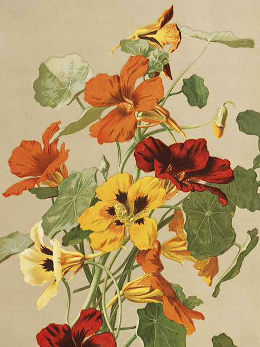 POSTER VINTAGE 18X24 KRASSE