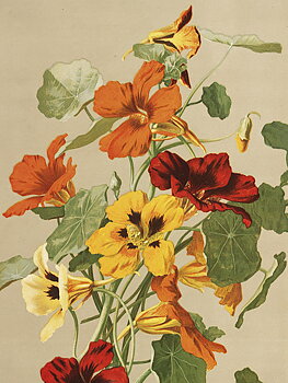 POSTER VINTAGE 18X24 KRASSE