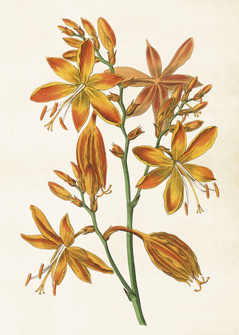 Poster Vintage 50x70 Orange Iris