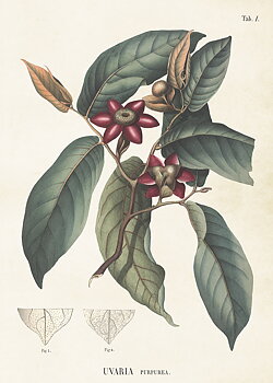 Poster Vintage 50x70 Uvaria