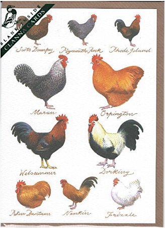 Dubbelt kort m kuvert – Hens design Emma Bridgewater
