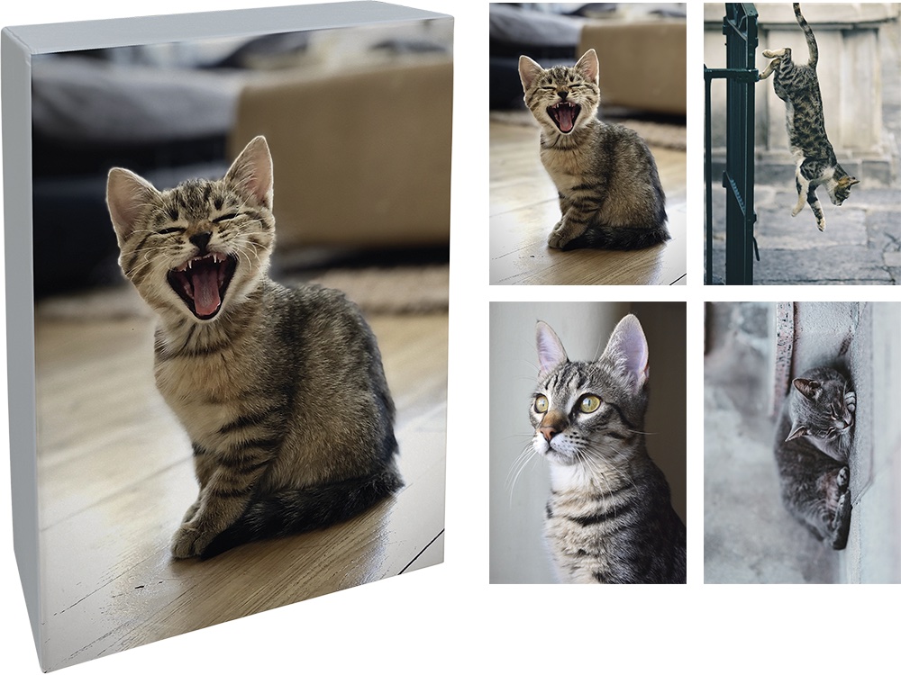 DUBBLA KORT MED KUVERT PAPERLY 20ST I BOX – Cat's Tail