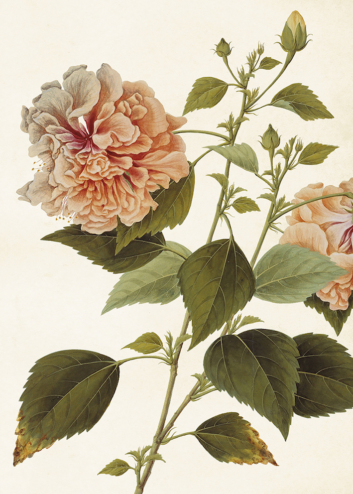 POSTER VINTAGE 50x70 Pion