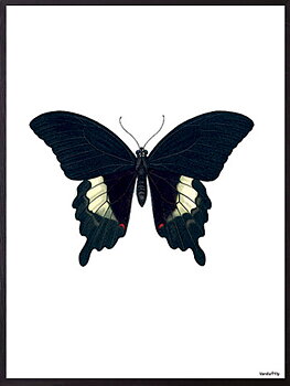 Poster Vanilla Fly – Black Butterfly 20x25cm