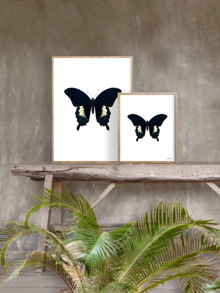 Poster Vanilla Fly – Black Butterfly 20x25cm - 3