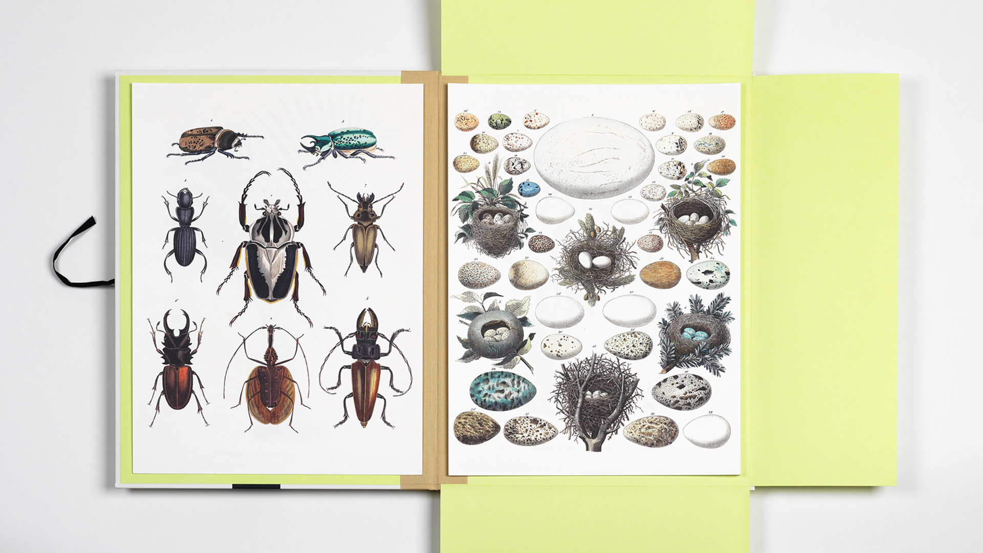 Art Portfolio NATURAL HISTORY – Lyxig mapp med 8 lösa konstblad 30x42cm - 2