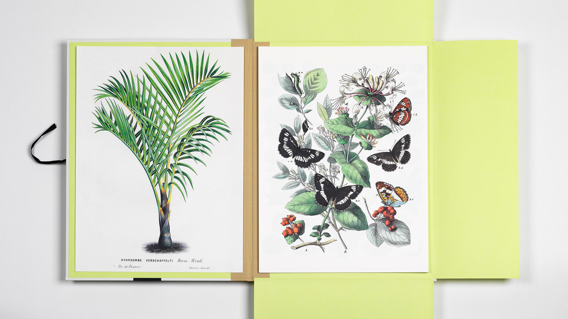 Art Portfolio NATURAL HISTORY – Lyxig mapp med 8 lösa konstblad 30x42cm - 3