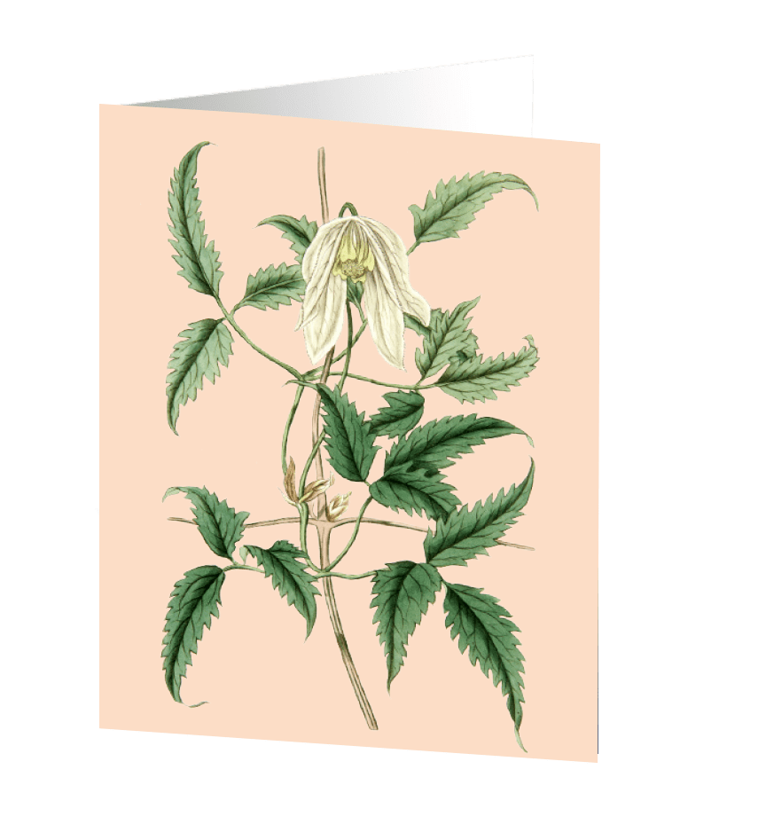 Kort med kuvert – Clematis 9x11cm