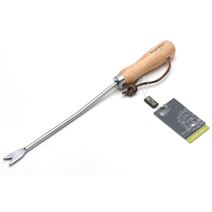Maskrosjärn / Ogräsgaffel i rostfritt stål – Burgon&Ball 36cm