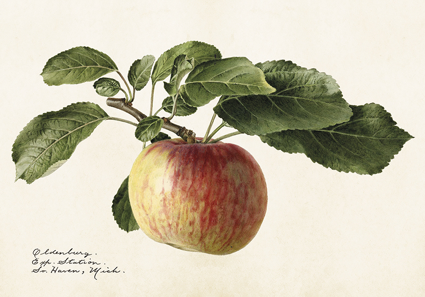 POSTER VINTAGE 35X50 ÄPPLE (liggande 50x35)