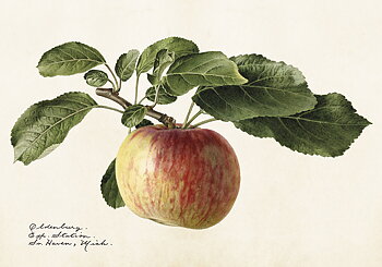 POSTER VINTAGE 35X50 ÄPPLE (liggande 50x35)