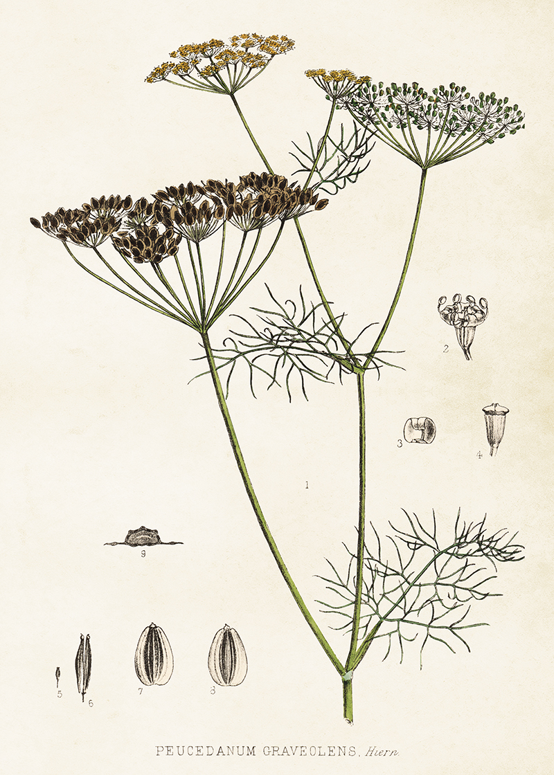 POSTER VINTAGE 50X70 DILL