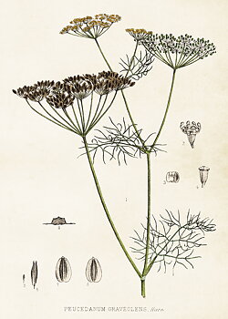 POSTER VINTAGE 50X70 DILL