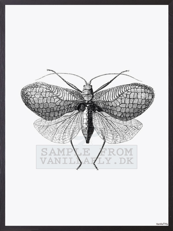 POSTER VANILLA FLY – MOTH 30x40CM - 2