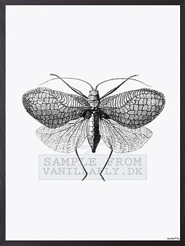 POSTER VANILLA FLY – MOTH 30x40CM