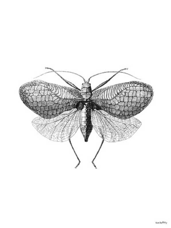 POSTER VANILLA FLY – MOTH 30x40CM