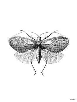 POSTER VANILLA FLY – MOTH 30x40CM
