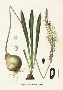 Poster Vintage 35x50 Urginea Sjölök