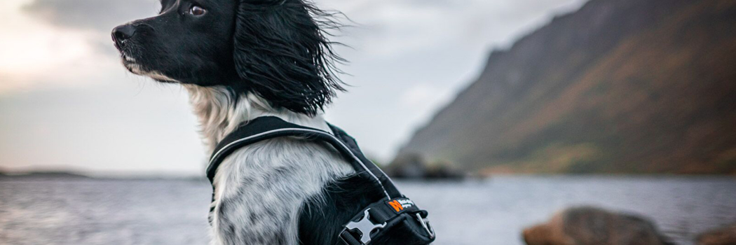 10% rabatt På alla selar, koppel och halsband från Non-Stop Ange rabattkod i kassan: NONSTOP