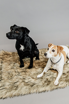 KENTUCKY Hundfilt Fuzzy To Go 100x80 cm