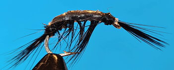 Gamarus