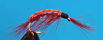 Gamarus