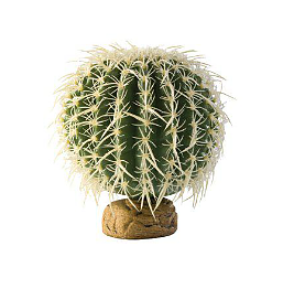 Bollkaktus Stor Exoterra