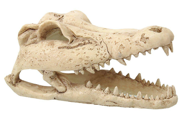Krokodilskalle liten 13,8x6,8x6,5CM - 2