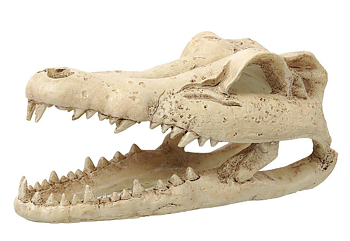 Krokodilskalle liten 13,8x6,8x6,5CM