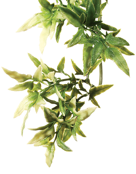 Croton Small Exoterra