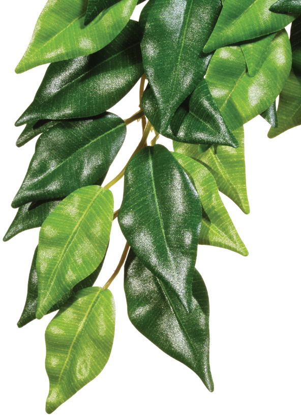 Ficus Large Exoterra