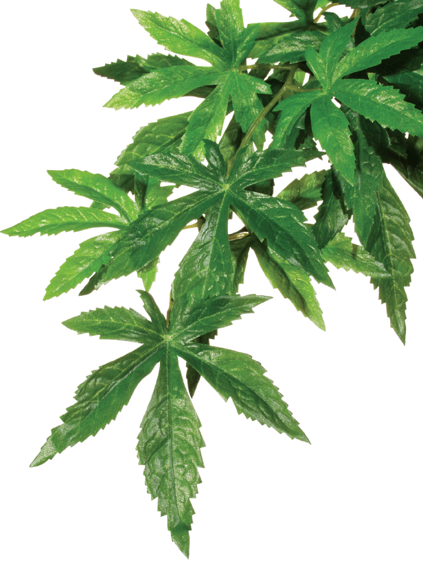 Abutilon Large Exoterra