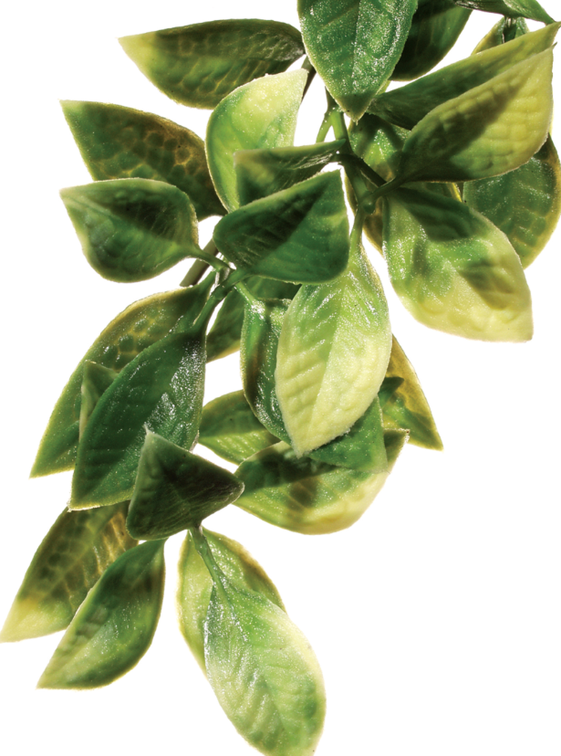 Mandarin Large Exoterra