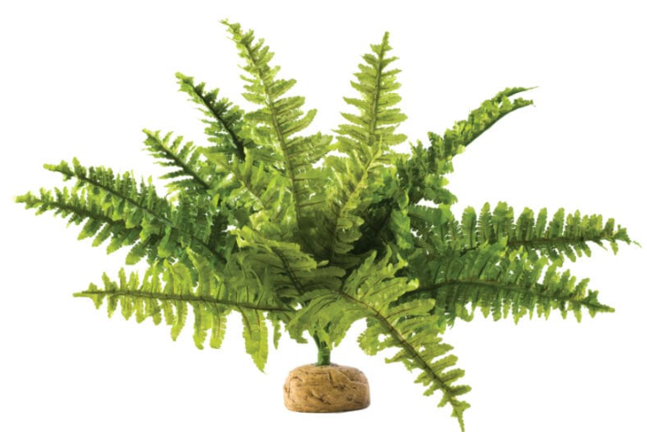 Ormbunke Stor 36x36x26 CM Exoterra 