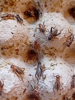 Fältsyrsor Små ca 0,5-1 cm 25-pack