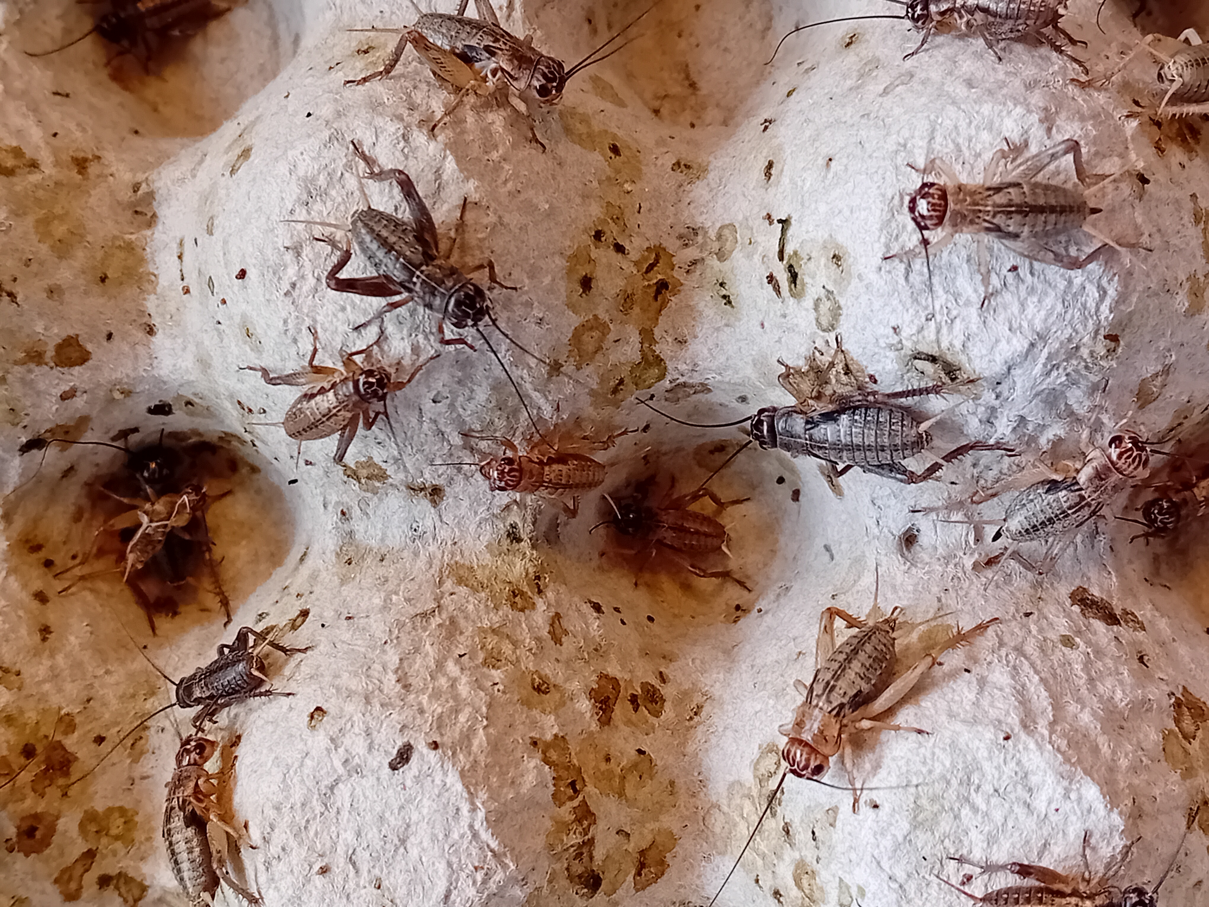 Fältsyrsor Små ca 0,5-1 cm 100-pack