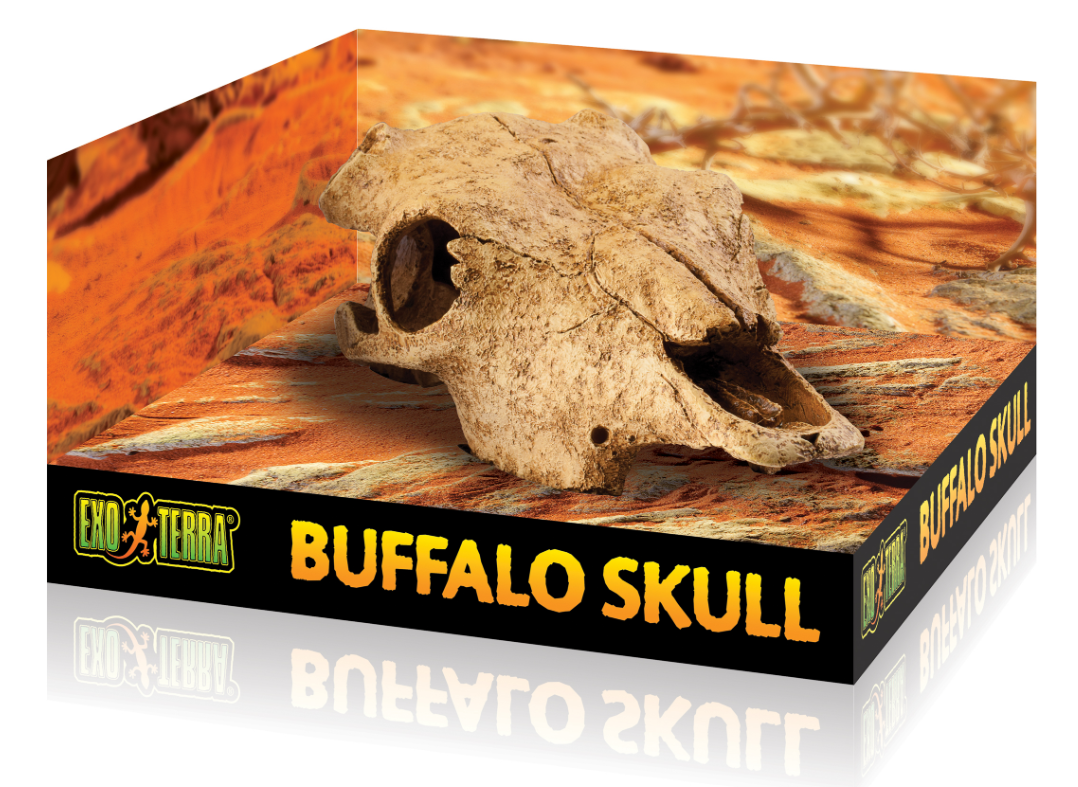 Grotta Buffel Kranium  Exoterra