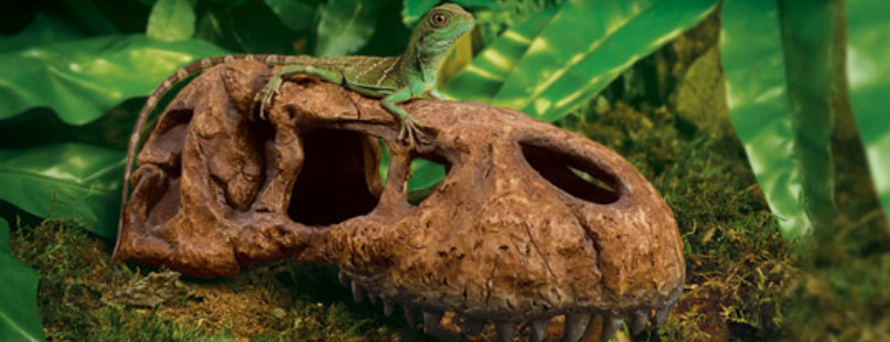 Grotta T-Rex Kranium  Exoterra - 2